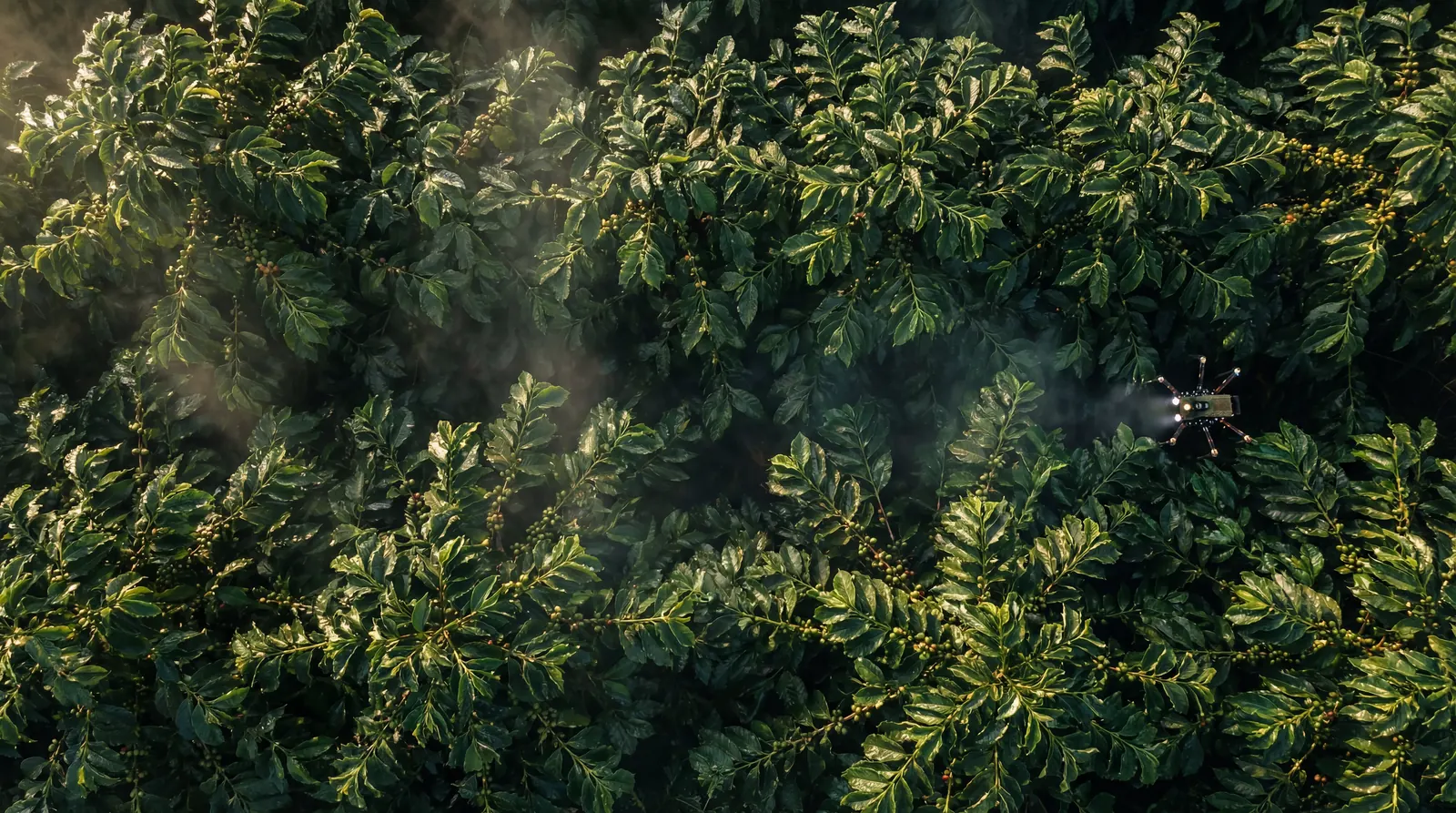 Coffee orchard at dawn
